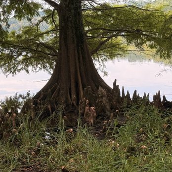 Bledsoe Creek State Park - More cypress knees - Parks Near Me - Gallatin, Tennessee Bledsoe Creek State Park - More cypress knees - Parks Near Me - Gallatin, Tennessee