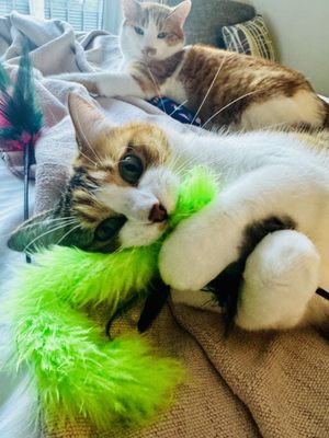 Element Denver Downtown East by null