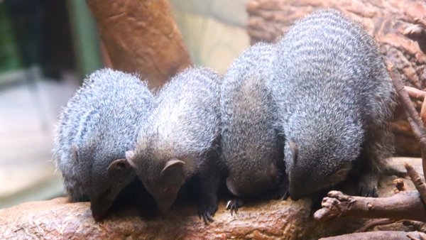 Central Park Zoo by null