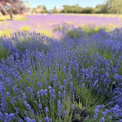 Lit Lavender - English lavender.