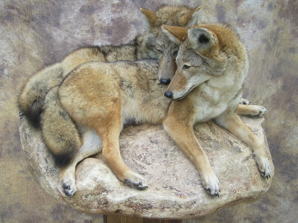 Sevenswest Taxidermy - taxidermy in Yates Center, KS