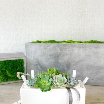 Austin Succulents - Blanco Garden
$135 - Florists Near Me - Austin, Texas