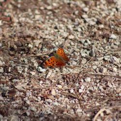 Klein Creek Farm - First butterfly of the season