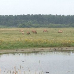 Parc du Marquenterre - Des cigognes , des spatules, des hérons , des aigrettes , des échasses blanches....