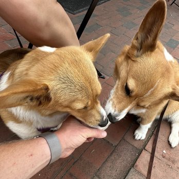 Justine's Ice Cream Parlour - The corgis sharing their vanilla ice cream! - Ice Cream & Frozen Yogurt Near Me - Saint Michaels, Maryland Justine's Ice Cream Parlour - The corgis sharing their vanilla ice cream! - Ice Cream & Frozen Yogurt Near Me - Saint Michaels, Maryland