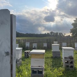 The Roundhouse Farm Stand - BEES!