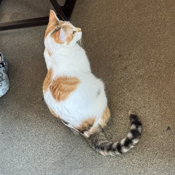 Catfe - Meow - Cafes Near Me - Vancouver, British Columbia Catfe - Meow - Cafes Near Me - Vancouver, British Columbia
