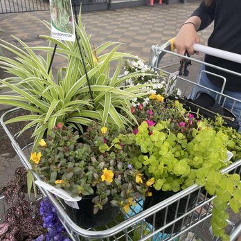 Flower Power - More treasures we purchased - Nurseries & Gardening Near Me - St Ives, NSW