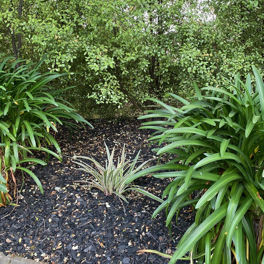 Olympus Pointe Landscape - Beautiful plants installed to finish front landscape - Landscaping Near Me - Roseville, California Olympus Pointe Landscape - Beautiful plants installed to finish front landscape - Landscaping Near Me - Roseville, California