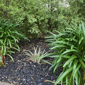 Olympus Pointe Landscape - Beautiful plants installed to finish front landscape - Landscaping Near Me - Roseville, California Olympus Pointe Landscape - Beautiful plants installed to finish front landscape - Landscaping Near Me - Roseville, California