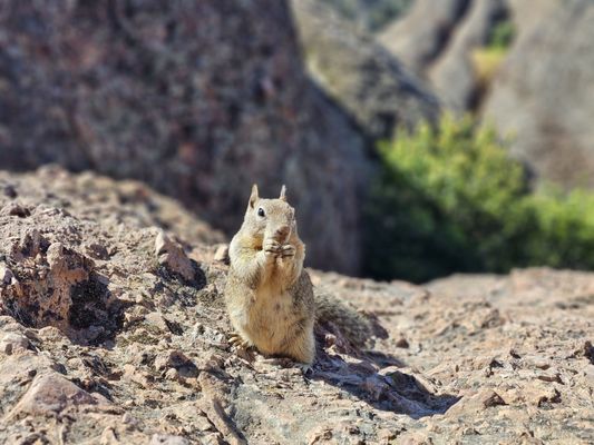 Pinnacles National Park by null