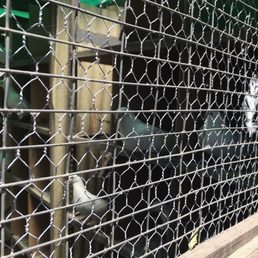 Squab cage