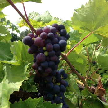 Johnson Estate Winery - Wineries Near Me - Westfield, New York Johnson Estate Winery - Wineries Near Me - Westfield, New York