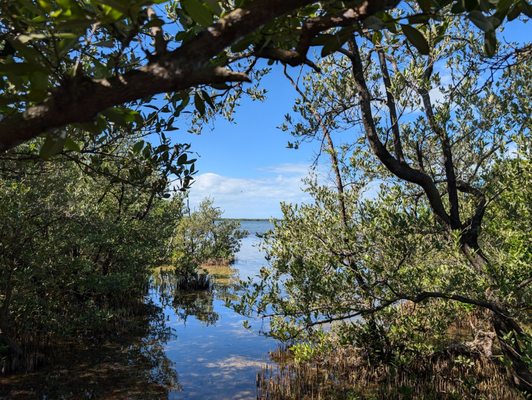 Wild Bird Sanctuary - Florida Keys Wild Bird Center by null