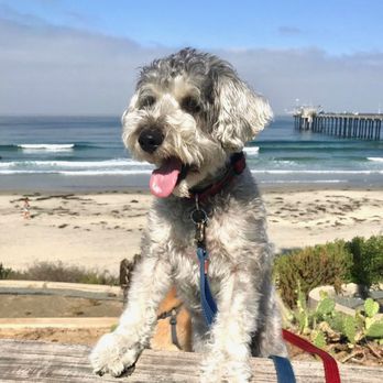'Sup Dog - Enjoying the sun and the ocean. - Dog Walkers Near Me 'Sup Dog - Enjoying the sun and the ocean. - Dog Walkers Near Me