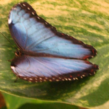 Butterfly Pavilion - Museums Near Me - Westminster, Colorado Butterfly Pavilion - Museums Near Me - Westminster, Colorado