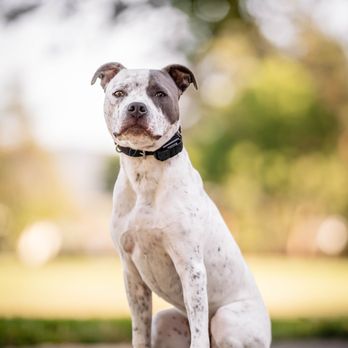 Rockem Dog Training - Pet Training Near Me Rockem Dog Training - Pet Training Near Me