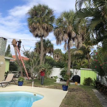 Tree Rescue - Removal of first palm & helper removing cuttings as they fall - Tree Services Near Me - Saint Petersburg, Florida Tree Rescue - Removal of first palm & helper removing cuttings as they fall - Tree Services Near Me - Saint Petersburg, Florida