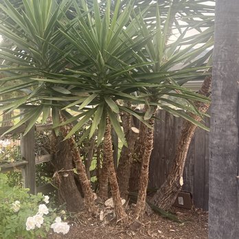 Anderson Tree Experts - Tree Services Near Me - Tujunga, California Anderson Tree Experts - Tree Services Near Me - Tujunga, California