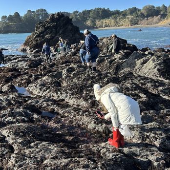 Flora & Fungi Adventures - Harvesting sea urchins at Van Damme beach - Food Tours Near Me