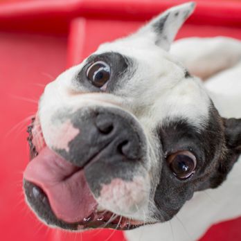 camp bow wow training prices