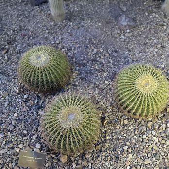 Desert Botanical Garden - Botanical Gardens Near Me - Phoenix, Arizona