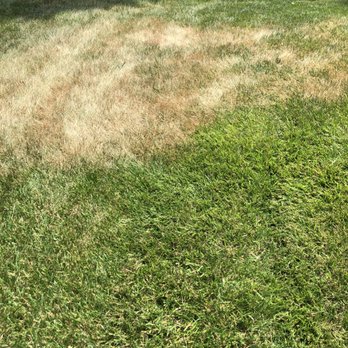 TruGreen Lawn Care - Again where the spreader was turned. Healthier grass can be seen outside the burned area. - Lawn Services Near Me - Harrington, Delaware TruGreen Lawn Care - Again where the spreader was turned. Healthier grass can be seen outside the burned area. - Lawn Services Near Me - Harrington, Delaware