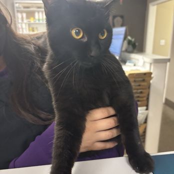 The Cat Doctor - Blane, BOSS man - Veterinarians Near Me - Ventura, California The Cat Doctor - Blane, BOSS man - Veterinarians Near Me - Ventura, California