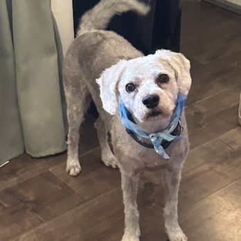 Shaggy2swaggypets - Dante, all groomed - Pet Groomers Near Me - Riverside, California Shaggy2swaggypets - Dante, all groomed - Pet Groomers Near Me - Riverside, California