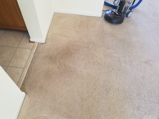 Kangaroo Carpet Cleaning Services