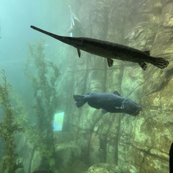 Downtown Aquarium - Museums Near Me - Denver, Colorado Downtown Aquarium - Museums Near Me - Denver, Colorado