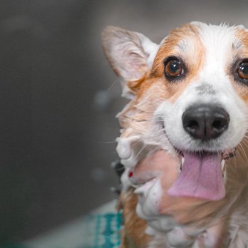 Puppy Love Grooming - Pet Groomers Near Me - El Paso, Texas Puppy Love Grooming - Pet Groomers Near Me - El Paso, Texas