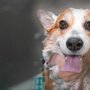 Photo of Puppy Love Grooming