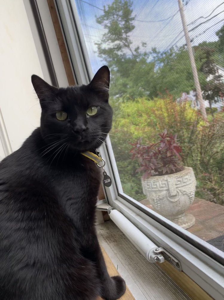 WEYMOUTH LANDING CAT CLINIC & HOTEL 25 Photos & 63 Reviews 127