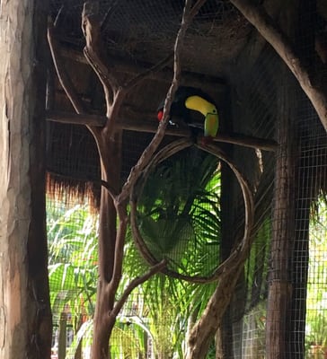 Iberostar Waves Tucan by null