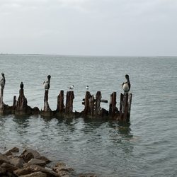 San Luis Pass County Park - Just some locals enjoying the nice weather.