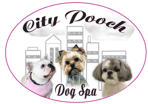 putting collar on puppy