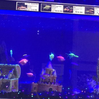 Incredible Pets - Beautiful fish tank and decorations in the tank with bright colored fish for sale! - Pet Stores Near Me - Carmichael, California Incredible Pets - Beautiful fish tank and decorations in the tank with bright colored fish for sale! - Pet Stores Near Me - Carmichael, California