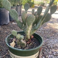Guzman's Greenhouse - Santa Rita cactus - Dwarf