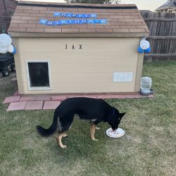 Kitty Hawk Animal Hospital - Jax birthday cake