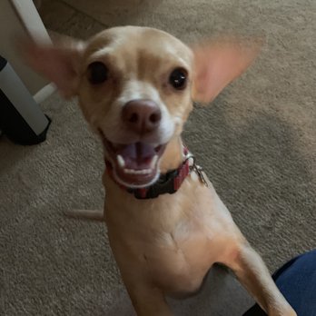 Arizona Small Dog Rescue - Animal Shelters Near Me - Tempe, Arizona