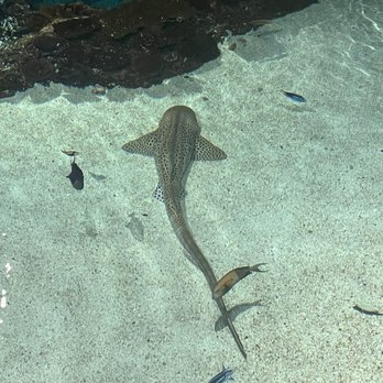 National Aquarium - Aquariums Near Me - Baltimore, Maryland National Aquarium - Aquariums Near Me - Baltimore, Maryland