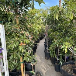 Llitoquii Plants - A metric ton of Fruit Trees