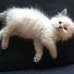 Louis about a week after taking him home. Louis about a week after taking him home.