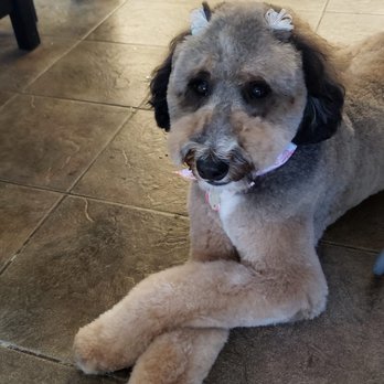Pixel Pets Pet Salon - Pet Groomers Near Me - Mount Ephraim, New Jersey