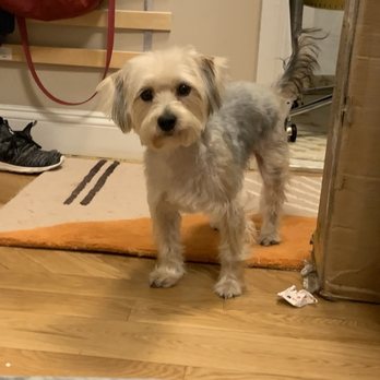 Doggie Styles Pet Grooming - Pet Groomers Near Me - Brooklyn, New York
