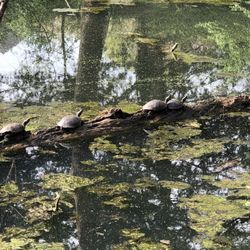 Clarence Craft Park - The pond