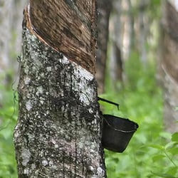 Flobeds - All FloBeds are made with the Milk of the Rubber Tree