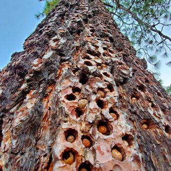 Cuyamaca Rancho State Park - Paso Picacho Campground - Campgrounds Near Me - Julian, California Cuyamaca Rancho State Park - Paso Picacho Campground - Campgrounds Near Me - Julian, California