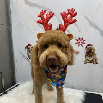 Bubbles Pet Spa - Pet Groomers Near Me - Miami, Florida Bubbles Pet Spa - Pet Groomers Near Me - Miami, Florida